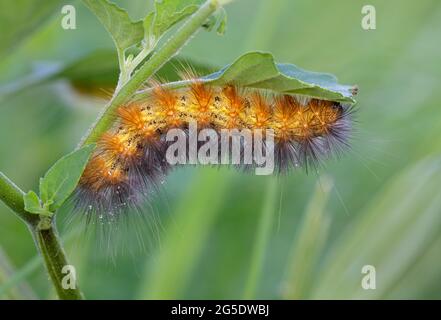 Salt Sumpf Motte (Estigmene acrea) Raupe, galveston, Texas, USA. Stockfoto