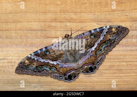 Schwarzer Hexenmotte (Ascalapha odorata) auf Holzdeck, Galveston, Texas, USA. Stockfoto