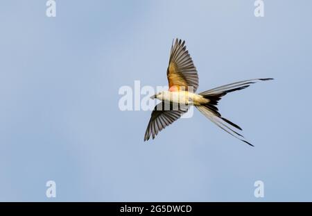 Scherenschwanz-Fliegenfänger (Tyrannus forficatus), der mit Insektenbeute im Schnabel fliegt, Galveston, Texas, USA. Stockfoto