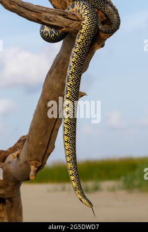 Gesprenkelte Königsnatter (Lampropeltis holbrooki), die vom Treibholz, Galveston, Texas, den Strand hinunter geht. Stockfoto