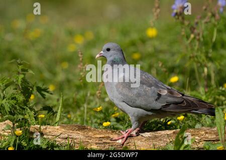 Stock Dove (Columba oenas) aufgenommen auf Forest Farm, Cardif Stockfoto