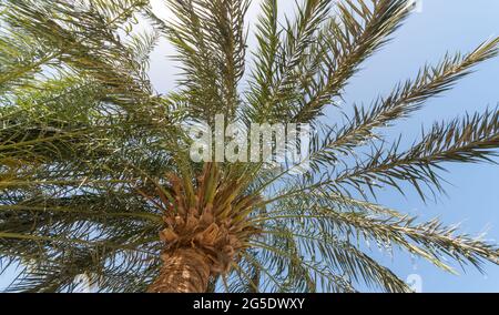 Tropischer Hintergrund Bodenansicht der großen Palmenzweige natürliches Muster Stockfoto