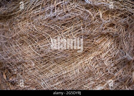 Muster des strukturellen faserigen Palmstamms aus der Nähe Stockfoto