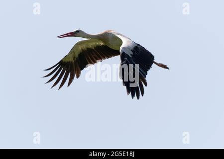 Weißer Storch Ciconia ciconia preying in Wiesen Stockfoto