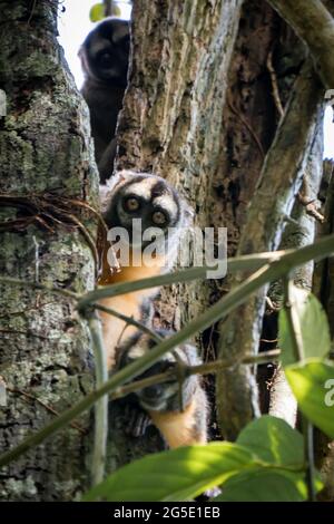 Der peruanische Nachtaffen (Aotus miconax) ist auch als Eulenaffe bekannt. Stockfoto