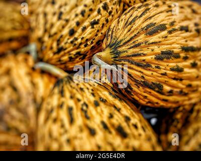 Nahaufnahme von gelb gestreiften reifen türkischen Melonen, saisonalen Sommerfrüchten, Bio-Bauernprodukten, natürlichem Hintergrund. Casaba Melon. Selektiver Fokus Stockfoto