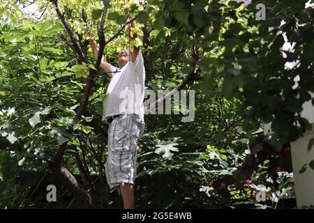 Ein glücklicher Mann auf einem Aprikosenbaum überprüft an einem heißen Sommertag die Gesundheit der Früchte im Garten Stockfoto