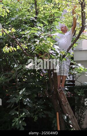 Der Gärtner steht auf einer Leiter, die sich an einen Baum lehnt und überprüft an einem Sommertag in einem Obstgarten die Gesundheit des Aprikosenbaums Stockfoto