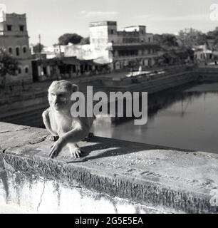 In den 1950er Jahren, historisch, Benares, Indien, sitzend auf einer Steinbrücke, ein Straßenaffe, der aussieht, als ob er sich die Hände schütteln würde oder vielleicht wahrscheinlicher, etwas Essen annehmen würde. Stockfoto