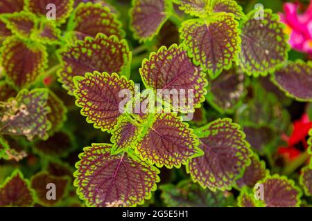 Pflanzenstruktur. Die Textur der farbigen Blätter. Grün-violette Blätter. Stockfoto