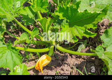 Blühende Zucchini Zucchini. Große grüne Blätter einer Pflanze mit einer gelben Blume. Längliche Früchte entwickeln. Stockfoto