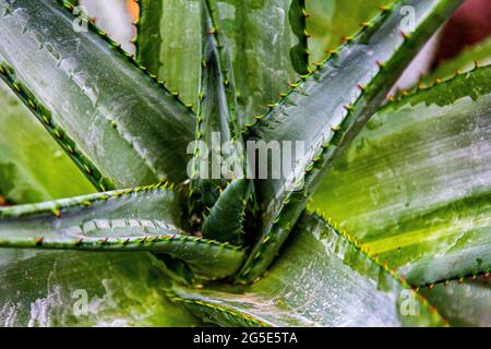 Aloe. Aloevera. Nahaufnahme des scharlachroten Glaubens. Anlage Stockfoto