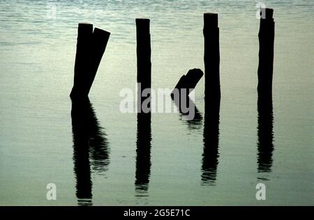 Pali nel lago di Massaciuccoli in der Toskana Stockfoto