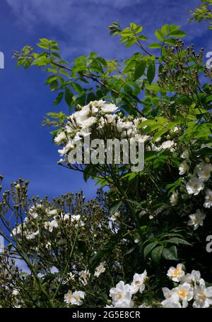 Yorkshire White Rose „Wanderrektor“ im englischen Garten Stockfoto