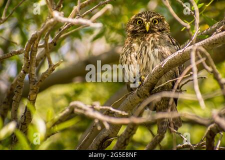 Kleine Eule schaut auf die Kamera. Los Alerces Nationalpark, Argentinien. Stockfoto