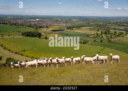 Schafe weiden auf dem White Horse Iron Age Hill Fort, Bratton, Westbury, Wiltshire, England Stockfoto