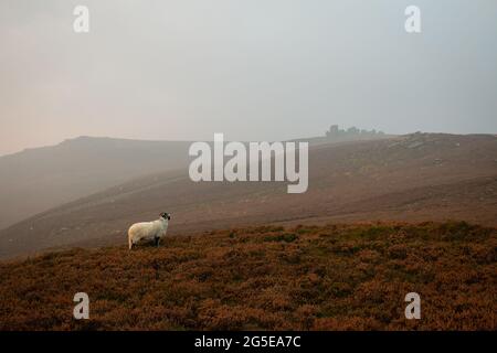 Ein Schaf, das bei Sonnenuntergang auf einem Wanderweg rund um das Wasserreservat Ladybower, Derbyshire, England, Großbritannien, gesehen wird Stockfoto