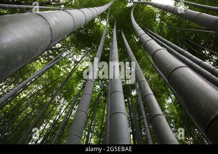 Bamboo Forest - Arashiyama Bezirk in Kyoto Japan Stockfoto