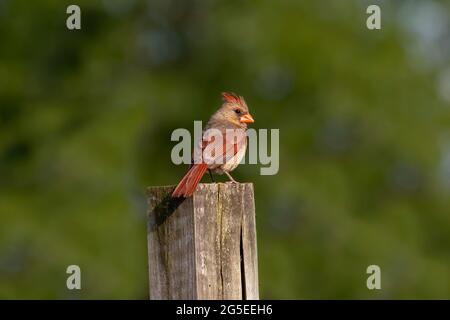 Nördlicher Kardinal (Cardinalis cardinalis), Weibchen auf einem Zaun sitzend Stockfoto