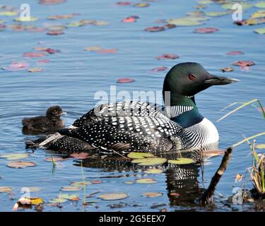 Gemeiner Loon und Baby-Küken schwimmen im Teich und feiern das neue Leben mit Seerosen Pads in ihrer Umgebung und Lebensraum. Loon Vogel Bild Stockfoto