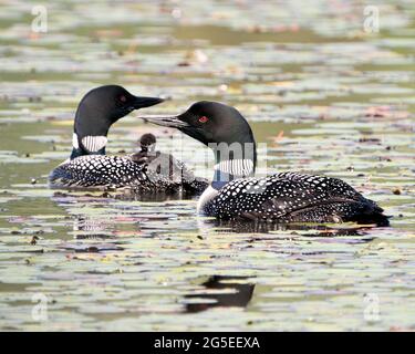 Gemeiner Loon und Baby-Küken-Loon reiten auf dem Rücken der Eltern und feiern das neue Leben mit Seerosenpads in ihrer Umgebung und ihrem Lebensraum Stockfoto