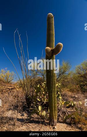 Saguaro Cactus (Carnegiea gigantea) im Saguaro National Park, Arizona Stockfoto
