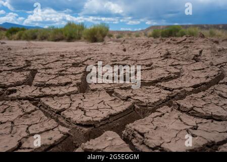 Gräser hinter dicken Rissen im Schlamm in der Wüste von Utah Stockfoto