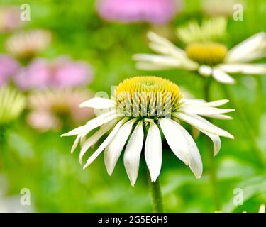 Nahaufnahme einer schönen weißen Koneblume auf einem weichen, unscharfen Hintergrund aus Grün mit Akzenten in Pink, Gelb und Weiß. Speicherplatz kopieren. Stockfoto