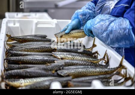 Ein Arbeiter legt geräucherte Makrelen ab. Der Fisch liegt auf einem Haufen in einer weißen Plastikbox Stockfoto