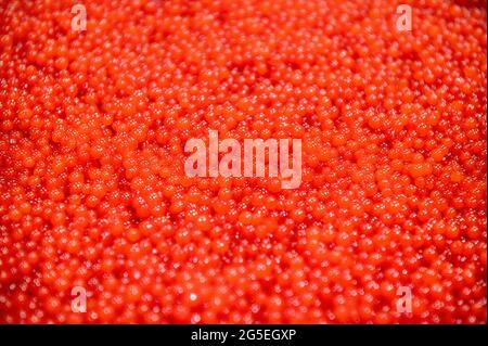 Roter Kaviar, abstrakter Hintergrund. Viele Eier Stockfoto