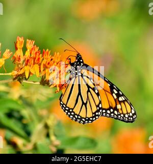 Nahaufnahme eines Monarchen-Schmetterlings (Danaus plexippus), der sich mit einem Spray von Schmetterlingsblüten (Asclepias tuberosa) ernährt. Speicherplatz kopieren. Stockfoto