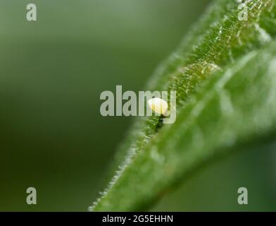 Nahaufnahme eines Monarch-Schmetterlings-Eies (Danaus plexippus), das an der Oberfläche eines Milchblattes (Asclepsias tuberosa) befestigt ist. Speicherplatz kopieren. Stockfoto