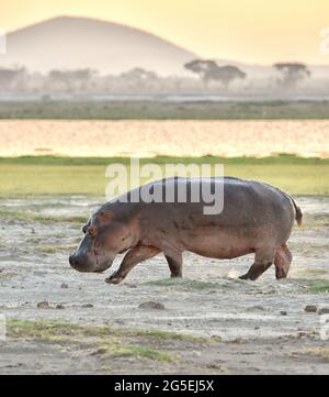 Großes männliches Nilpferd, das im Hintergrund des Amboseli National Park in Kenia auf sandigen Böden mit Gras, Wasserkörper und Hügel läuft. (Hippopotamus amphibius) Stockfoto