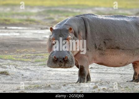 Nilpferd (Hippopotamus amphibius), der an Land geht, dreht seine Kamera Kopf an Gesicht. Amboseli-Nationalpark, Kenia. Speicherplatz kopieren. Stockfoto