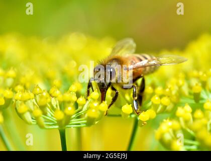 Vorderansicht einer Honigbiene (APIs mellifera), die Nektar aus den winzigen Blüten des Fenchels sammelt. Nahaufnahme. Speicherplatz kopieren. Stockfoto