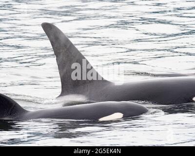 T100-Schote von Biggs Killerwalen, Orcinus Orca, in der Innenpassage von Southeast Alaska, USA Stockfoto
