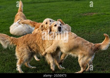 Golden Retriever Hunde spielen natürlich zusammen in einem grünen Gras Paddock mit einem engen Fokus Punkt. Stockfoto