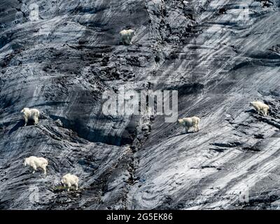 Mountain Goat, Oreamnos americanus, am düsteren Knob, Glacier Bay National Park, Southeast Alaska, USA Stockfoto