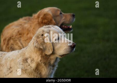 Golden Retriever Hunde spielen natürlich zusammen in einem grünen Gras Paddock mit einem engen Fokus Punkt. Stockfoto