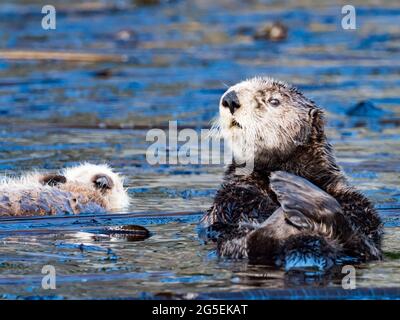 Seeotter, Enhydras lutris, im Seetang-Wald im Südosten Alaskas, USA Stockfoto