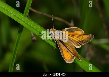 Delaware Skipper, Anatrytone Logan, männlich Stockfoto