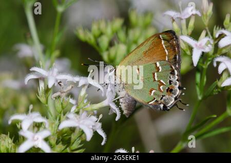 Juniper Hairstreak, Callophrys gryneus, weibliche Nektarierung von Diamondflowers, Stenaria nigricans Stockfoto