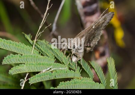 Outis Skipper, Cogia outis, weiblichen ovipositing auf Prairie Akazie, Acacia angustissima Stockfoto