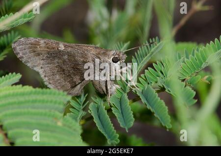 Outis Skipper, Cogia outis, weiblichen ovipositing auf Prairie Akazie, Acacia angustissima Stockfoto