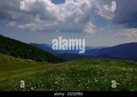 Viele verschiedene Blumen auf einer Wiese in den Bergen im Urlaub Stockfoto