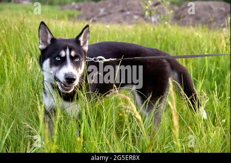 Ein Husky Dog steht an der Leine im Gras Stockfoto