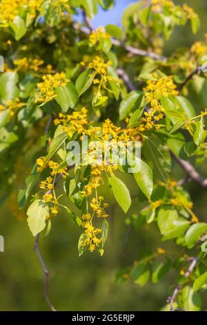 Blumen und Früchte des Paliurus spina-christi, allgemein bekannt als Jerusalemdorn Stockfoto