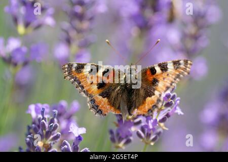 Die gemalte Dame (Vanessa cardui) sitzt im Sommer auf der Lavendelblüte. Nahaufnahme. Makro. Stockfoto