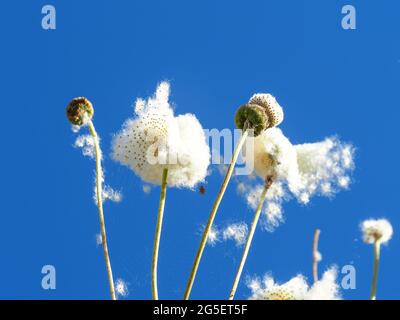 Die baumwollartigen, flauschigen weißen Samenköpfe der japanischen Anemone oder Windflowers, getrocknete Samen, die vom Wind in den blauen Himmel hinwegwehen, Australian Garden Stockfoto