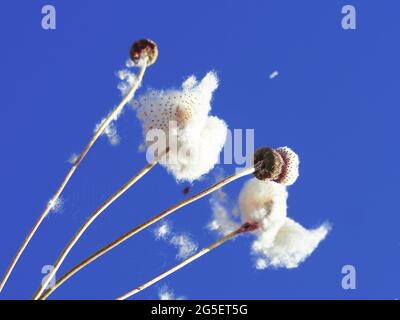 Die baumwollartigen flauschigen weißen Samenköpfe der japanischen Anemone oder Windflowers, getrocknet und im Wind weggeblasen, blauer Himmel, Australian Garden Stockfoto